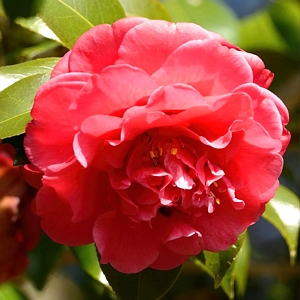 Camellia Red Twister